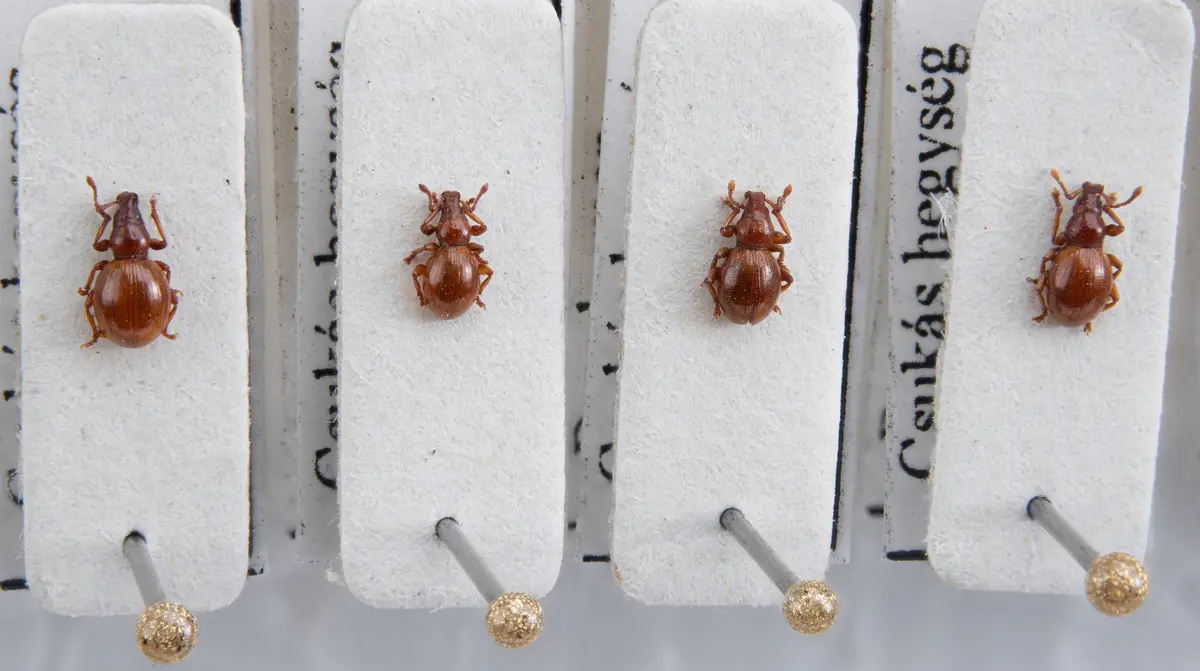 beszélő tárgyak 2025 marc