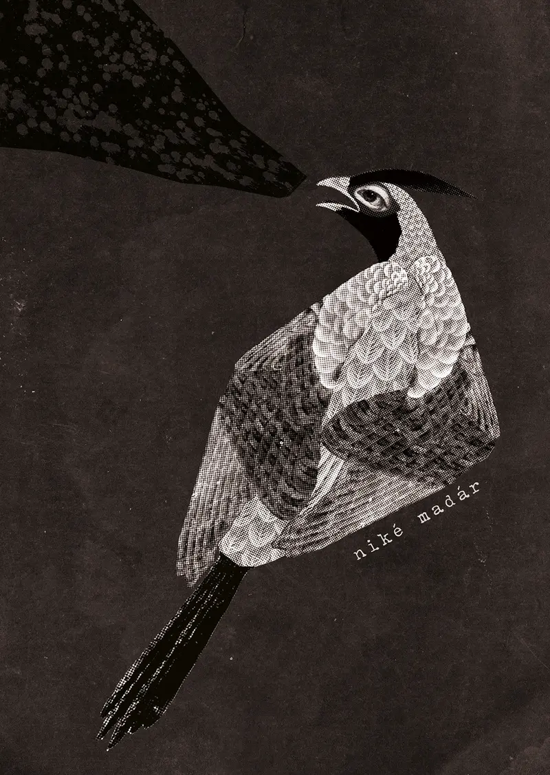 Damian és a csillagok tánca 2023 nov