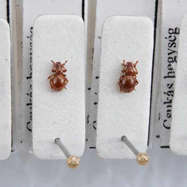 Találkozás az ormányosalkatúakkal